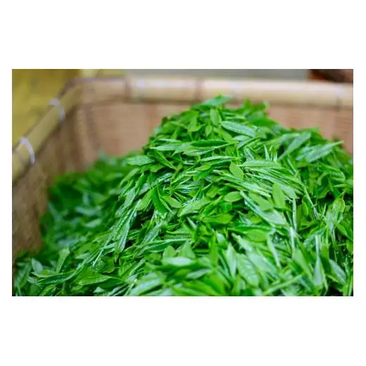 【農林水産大臣賞15回受賞の銘店】世知原茶 ｢芳翠｣｢峰の露｣ 詰め合わせ 500g (100g×5P)【前田製茶】蒸し製玉緑茶 茶葉 日本茶 緑茶
