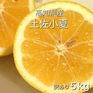 令和9年5月発送予定 訳あり 小夏5キロ （白浜農園の減農薬小夏）柑橘 みかん ミカン 果物 フルーツ 日向夏 おやつ デザート 美味しい ワケアリ ご自宅用【R01153】