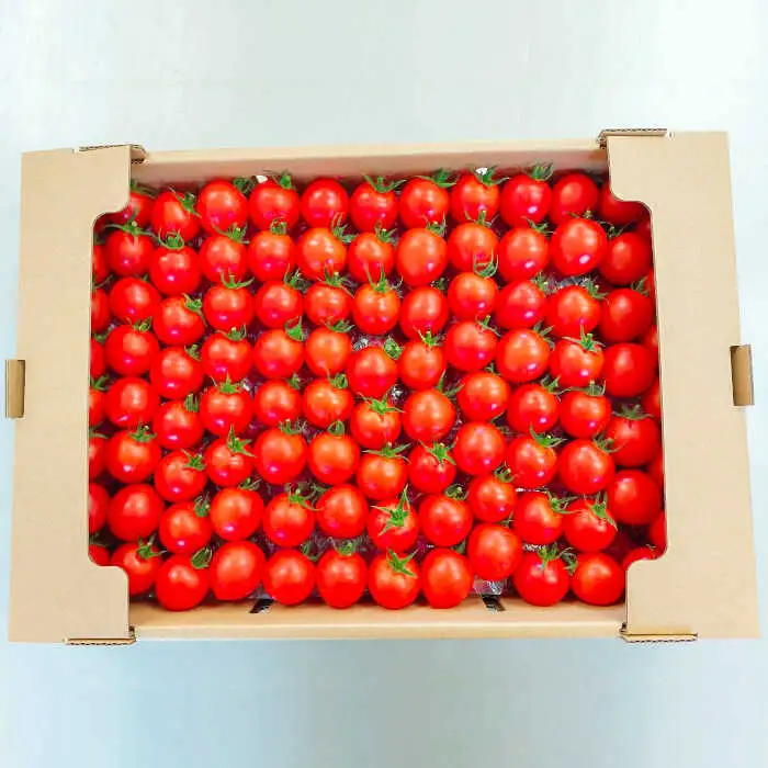 【先行予約】ミディトマト  約4kg 高級贈答用「あま壱岐」  [JAE005] 野菜