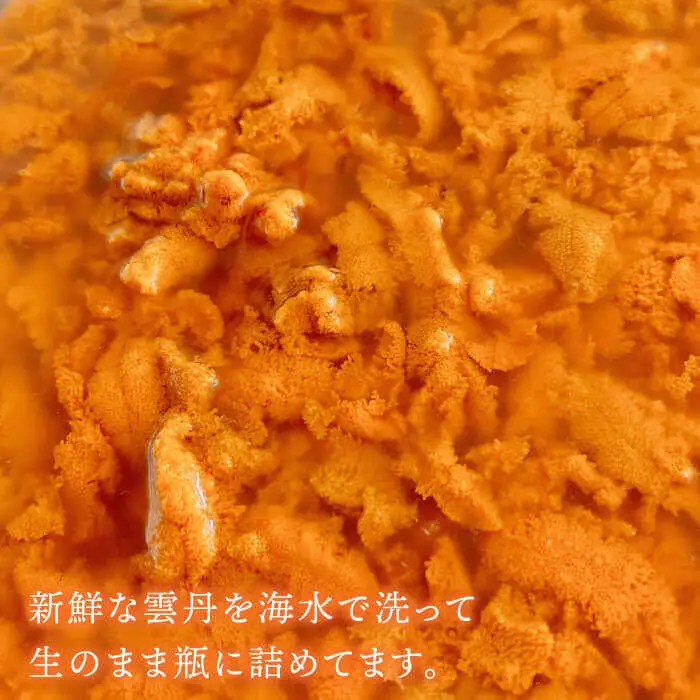 生うに 1本 [JBD006] 紫うに