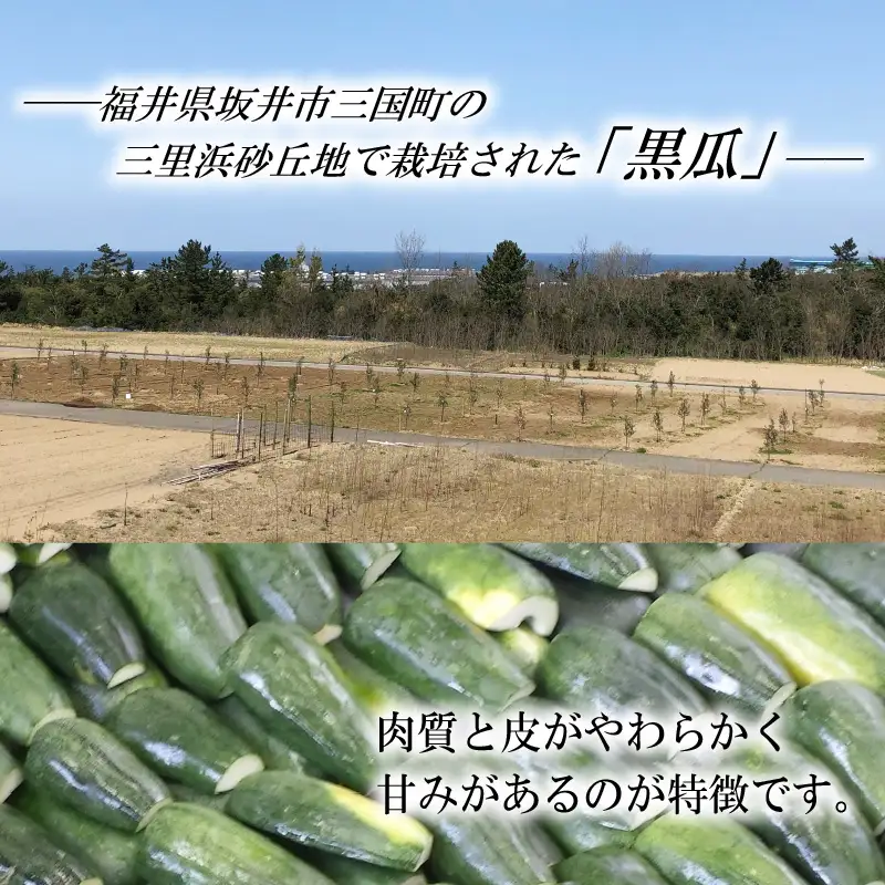 産地直送の「黒瓜の粕漬け」 1kg 【数量限定品】漬物 野菜 [A-0702]