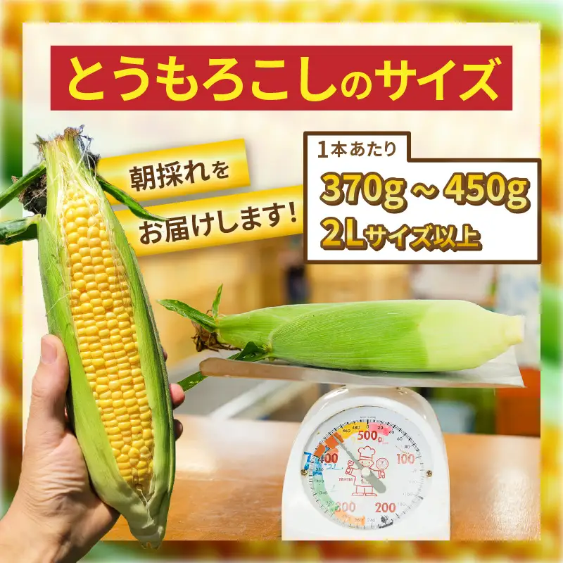 とうもろこし 10本 2Lサイズ以上 2027年6月上旬発送 朝取れ とうもろこし [A-7102] 