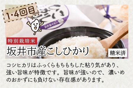 【令和8年産】 定期便 ≪6ヶ月連続お届け≫ 福井県発祥のお米 3種食べ比べ 5kg × 6回 計30kg (こしひかり・あきさかり・いちほまれ) 【 人気 品種 ブランド米 特A 】[I-6105]