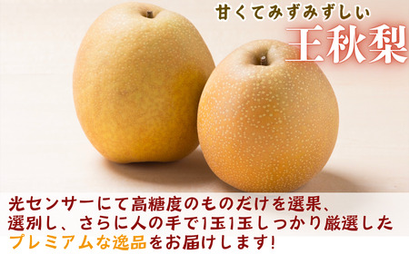 Y037 プレミアム王秋梨 4kg