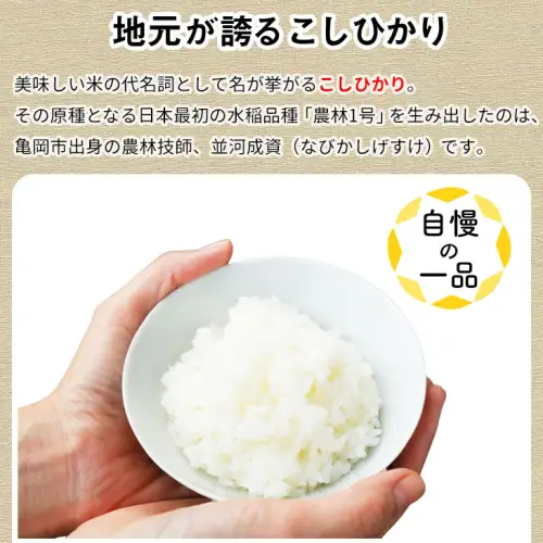 米 コシヒカリ 10kg 精米 白米