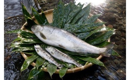 020-001　わさび田の渓流育ち「天城のあまご」を食べるお食事券（2名様）