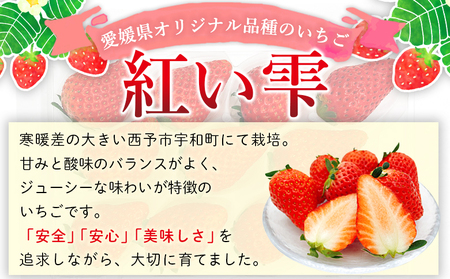 2025年発送＜谷口農園のいちご「紅い雫」約1kg（約250g×4パック）西予市 宇和町産＞ イチゴ 果物 フルーツ ストロベリー ジューシー 特産品 株式会社フジ・アグリフーズ 愛媛県 西予市【冷蔵】『2025年1月～4月に育成状況を見ながら順次出荷予定』OFA0001