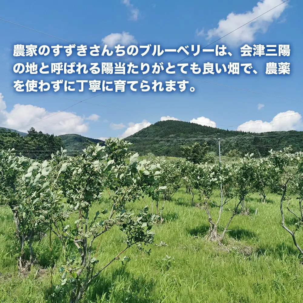 【冷凍】ブルーベリー 1kg 直径13mm以上