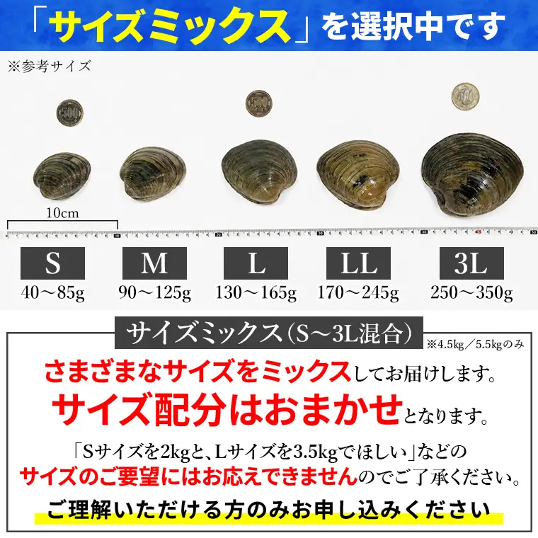 漁師直送！活ホンビノス貝5.5kg（サイズミックス）
