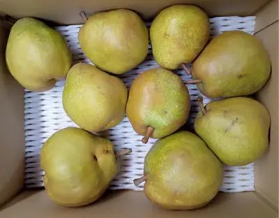 西洋梨（ラ・フランス）３.５ｋｇ　ご家庭用　0142-2611
