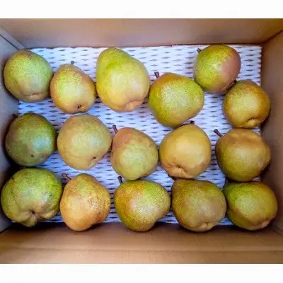 西洋梨（ラ・フランス）５.５ｋｇ　ご家庭用　0142-2613