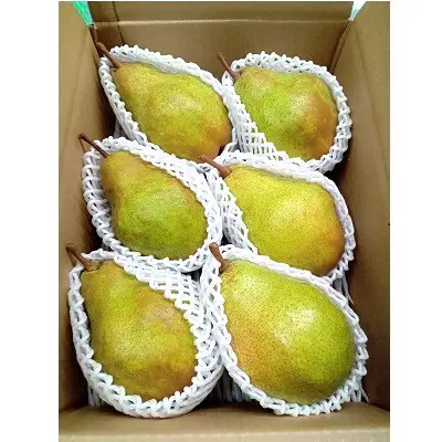 西洋梨（シルバーベル）３ｋｇ　贈答用　0142-2616