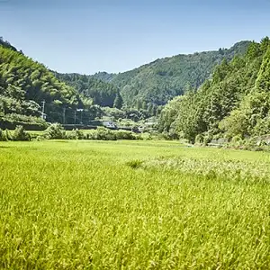 だっぱん米 高知県産 にこまる 精米4kg（2kg×2袋） 坂本龍馬 脱藩の道沿いで育ったお米