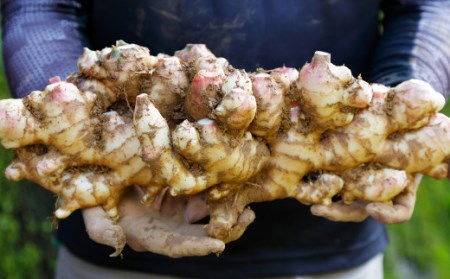 【先行予約・11月発送】 新生姜 4kg 高知県産 大容量 旬 国産 農家直送 秋ショウガ