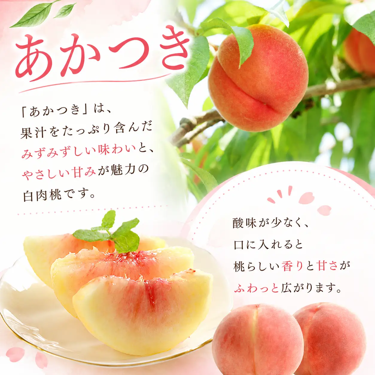 【期間限定】三光産の桃 ややまあかつき 6～8玉入り ( 約2.5kg ) 光センサー使用 糖度13度以上 | 果物 くだもの フルーツ ふるーつ 桃 もも モモ ピーチ ぴーち 国産 産地直送 大分県 中津市