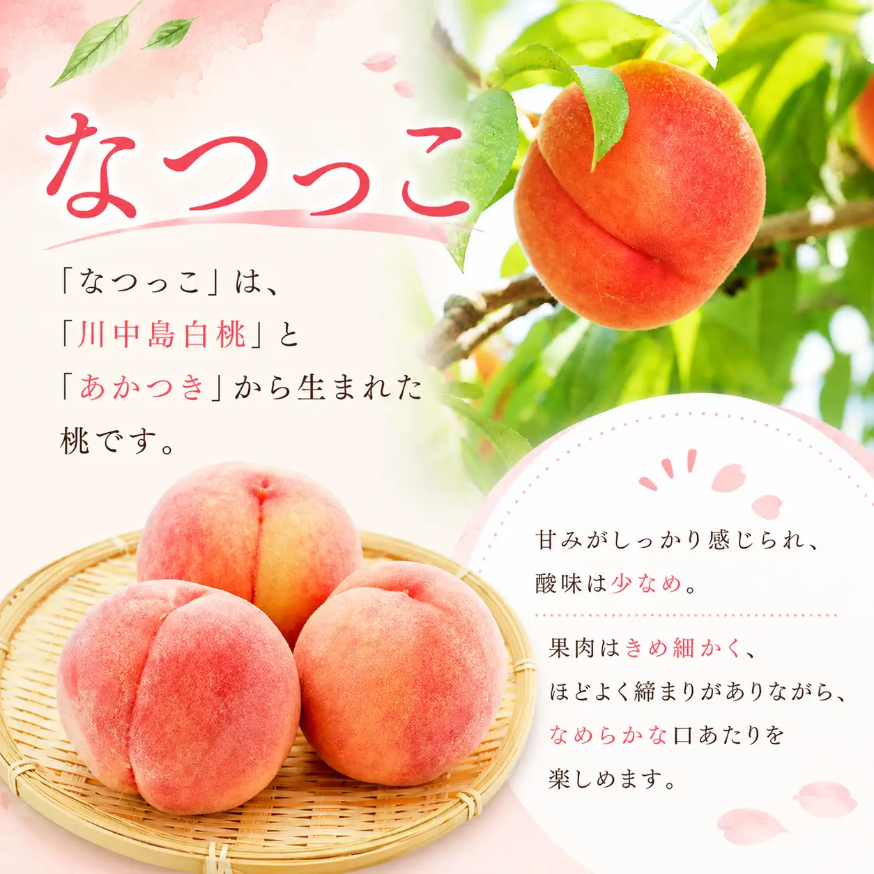 【数量限定】三光産の桃 ややまなつっこ 6～8玉入り ( 約2.5kg ) 光センサー使用 糖度13度以上 | 果物 くだもの フルーツ ふるーつ 桃 もも モモ ピーチ ぴーち 国産 産地直送 大分県 中津市