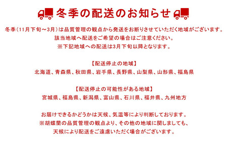 厳選・白大輪胡蝶蘭オレアル　3本立ち45輪程度（つぼみ含む）　【11100-0119】