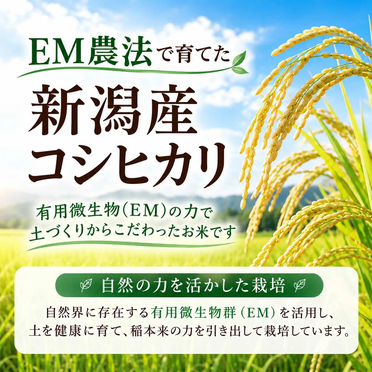 【令和8年産 新米予約】有機栽培米 新潟産コシヒカリ 5kg｜自然の恵みが育むおいしさ〈有機JAS認証〉 10月下旬頃より順次発送　