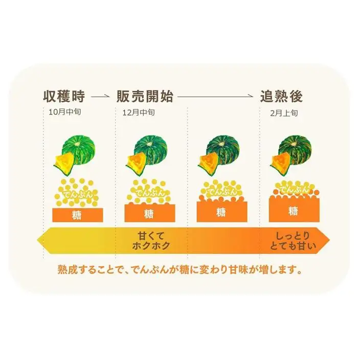 特別なかぼちゃ ikkaプレミアム【12月-2月発送】｜新潟　新潟県　カボチャ　かぼちゃ　南瓜