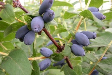 ハスカップ 冷凍  500g ブルーベリー 500g  ブルーベリー 北海道 [019-67]