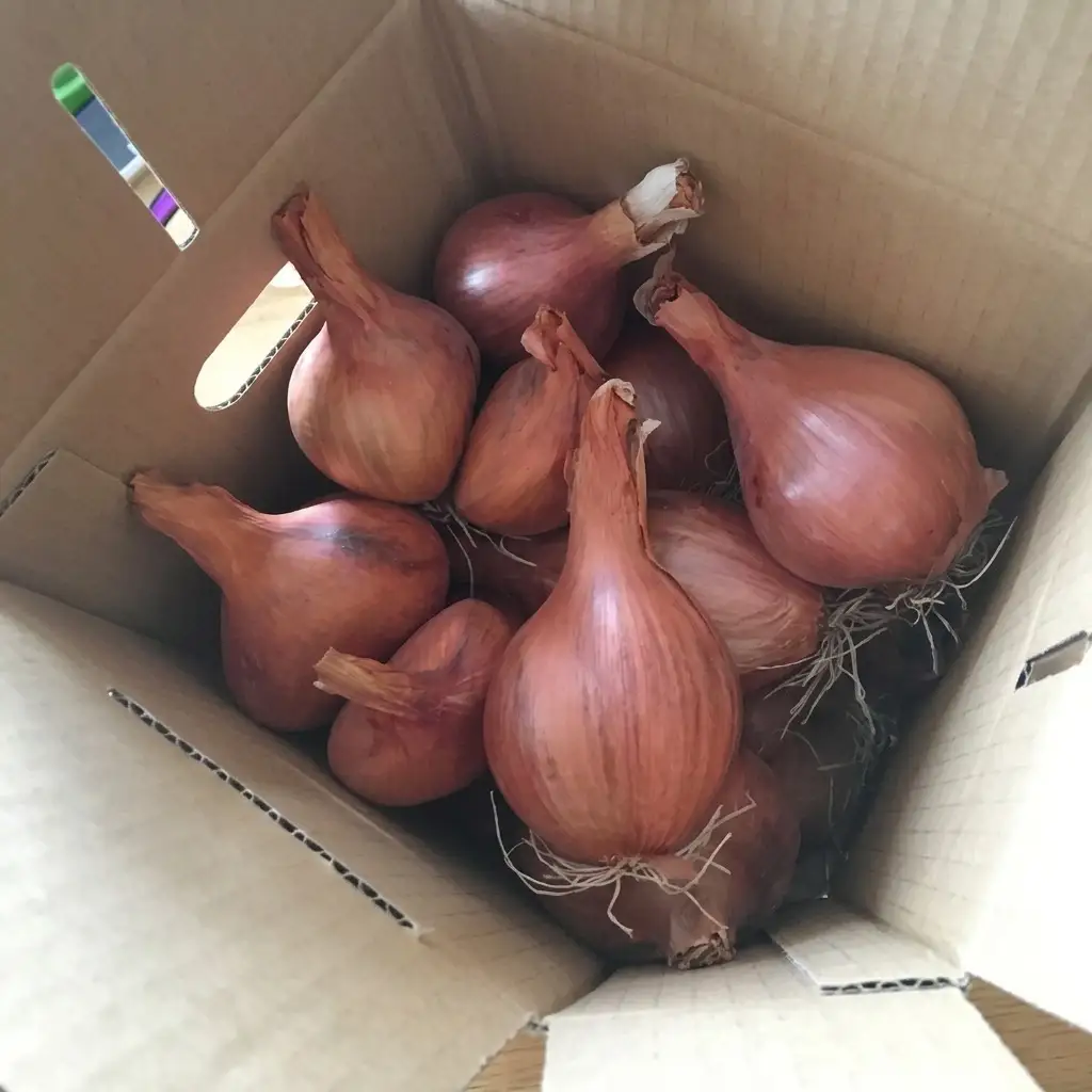 エシャロット 香味野菜 ベルギーエシャロット 富良野産 エシャロット【約2kg】