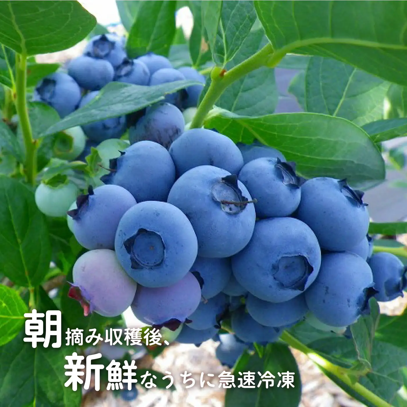 冷凍 有機ブルーベリー 1.2kg（400g×3袋）
