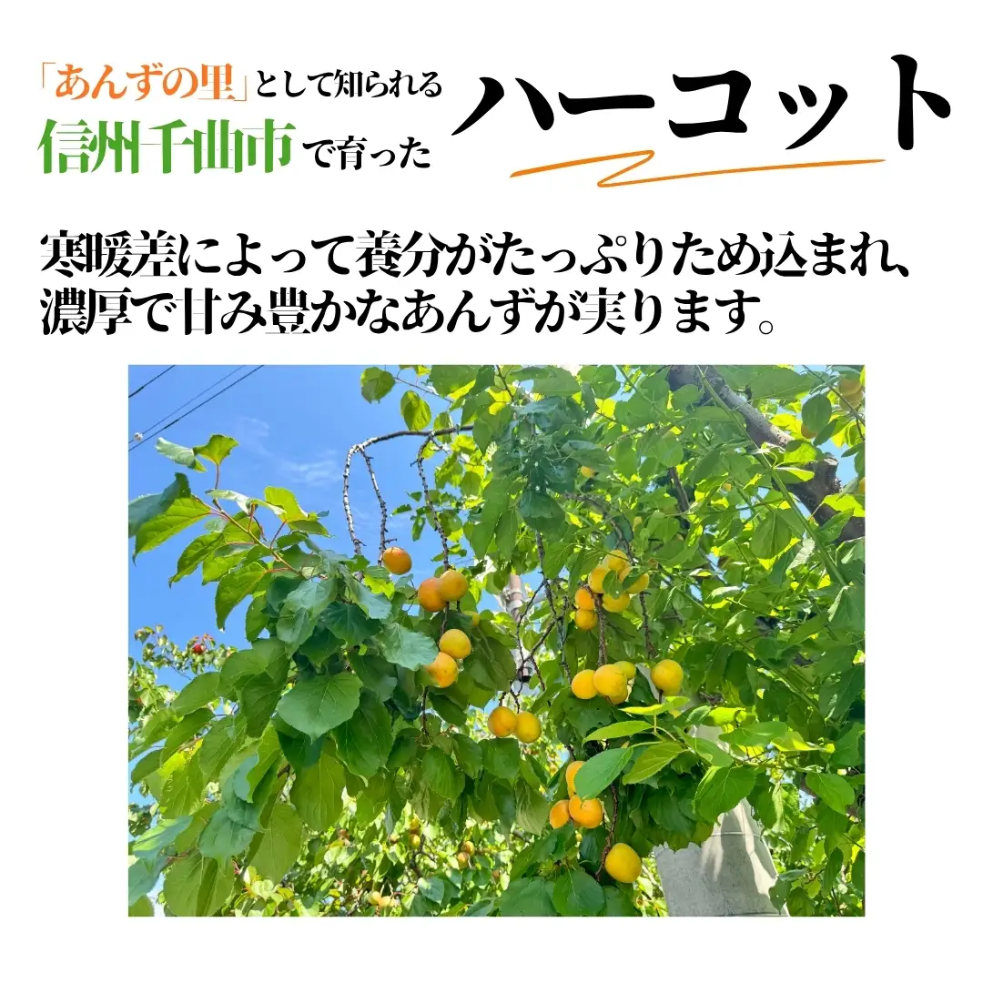 【2027年先行予約】生食用あんず  ハーコット 約500g×4パック| あんず