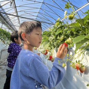 いちご狩り 招待券 （2名様分）｜苺 ※2026年10月上旬～2027年1月下旬頃に順次発送予定
