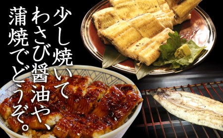 三河のうなぎ 白焼き 大サイズ2尾セットでお届け♪こだわりのタレ付 国産 鰻・K185-16