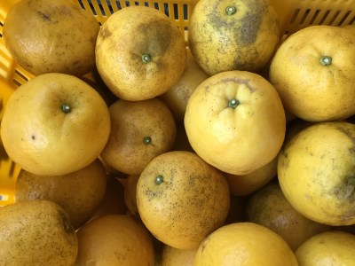 訳あり 家庭用 河内晩柑 愛南ゴールド 15kg ミッチーのおみかん畑 晩柑 かわちばんかん 和製 グレープフルーツ 果物 柑橘 フルーツ 特産品 お取り寄せ デザート 愛媛 美味しい ジューシー 中身で勝負 絶対的自信 (なくなり次第終了)