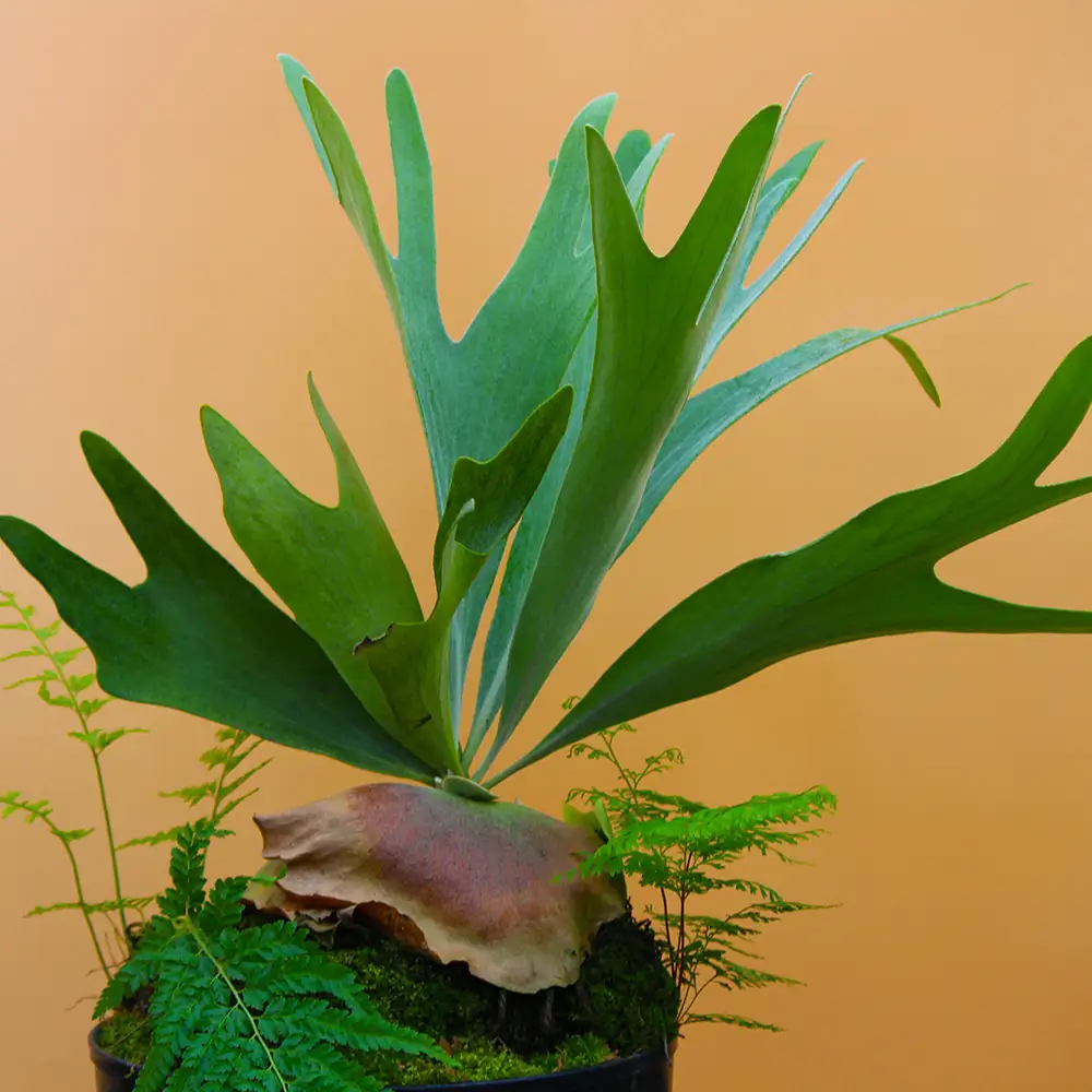 【OnnaIchigoFarm】コウモリラン　大 沖縄 コウモリラン ビカクシダ 室内植物 屋外植物 ヘゴ板 室内緑化 植物インテリア 観葉植物 沖縄産 プラントギフト 緑のある暮らし 園芸用品 インテリアプランツ 根付き植物 人気 ヘゴの木 おすすめ 送料無料 恩納村