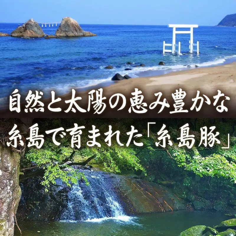 【博多】おぜんや うまか豚まん | 福岡県 返礼品 返礼 お礼の品 お取り寄せグルメ 取り寄せ グルメ お取り寄せ 博多 豚まん ブタまん ぶたまん 中華まん 肉まん 中華 惣菜 お惣菜 おやつ おいしい 美味しい