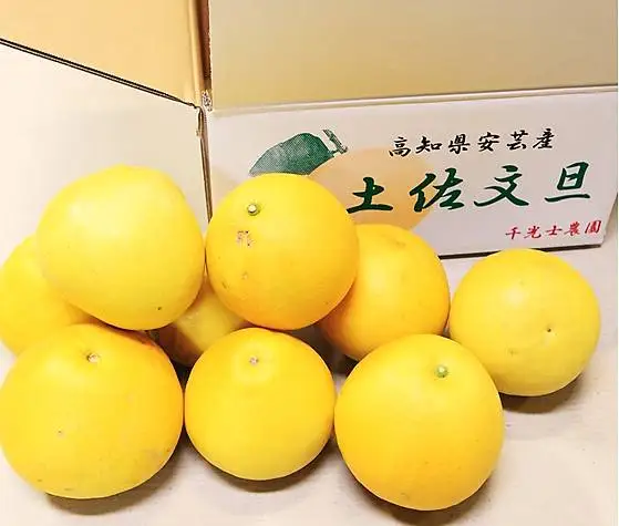 【ふるなびWEEK対象】千光士農園 土佐文旦 5kg 家庭用 文旦