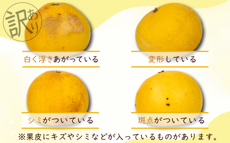 千光士農園 土佐文旦 5kg 家庭用 文旦