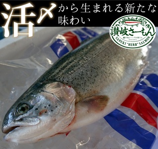 オリーブサーモン １尾(1本丸ごと)【予約受付中！令和9年4月頃から限定出荷分】【B-511】