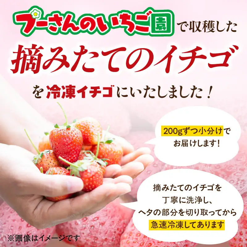 【急速冷凍イチゴ】食べ比べセット★グラニュー糖「なし」★｜1キロ 冷凍いちご　090-001