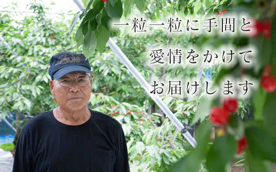 さくらんぼ「佐藤錦」バラ詰め 1kg（500g×2）山形県鶴岡産 伊藤サクランボ園 令和9年産 K-972