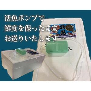 特選とっとり松葉ガニ「五輝星(いつきぼし)」【山根商店】