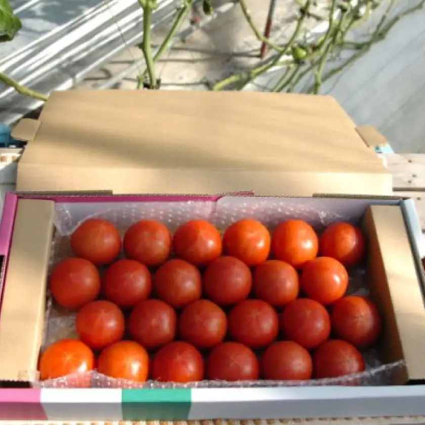 【事前受付】フルーツトマト(深層水トマト)1.5キロ【濃厚な甘みと旨み】【配送不可地域：離島】【1287333】