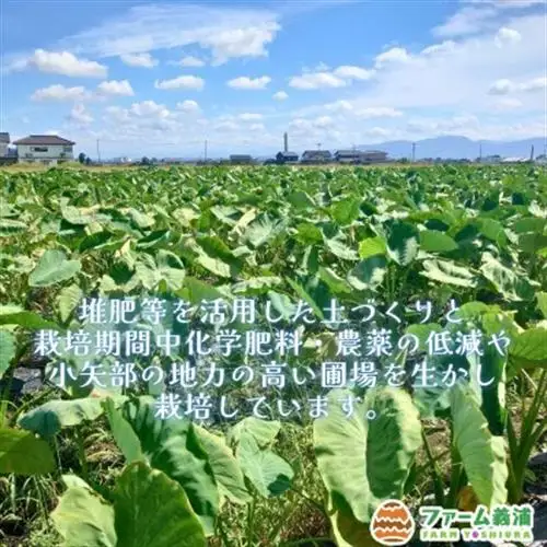 富山県小矢部市産「縄文の里芋」10kg【1291459】