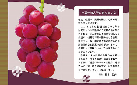 【令和8年産先行予約】 大粒ぶどう 食べ比べセット おまかせ4房 《令和8年9月上旬～発送》 『うえ木ぶどう園』 葡萄 ブドウ 果物 フルーツ デザート 食べ比べ 山形県 南陽市 [675]