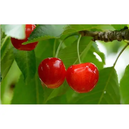 【令和9年産先行予約】 さくらんぼ 「紅秀峰」 約700g (秀 L以上) バラ詰め 《令和9年6月下旬～発送》 『生産者おまかせ』 サクランボ 果物 フルーツ 産地直送 生産農家直送 山形県 南陽市 [890]