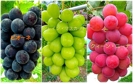 【令和8年産先行予約】 大粒ぶどう3色おまかせ詰合せセット (3～4房) 《令和8年9月中旬～発送》 『安久津農園』 山形県 南陽市 [818]