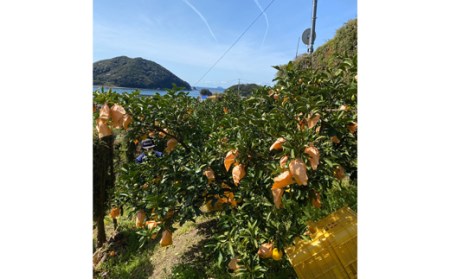 宿毛小夏 2kg 贈答用 小夏