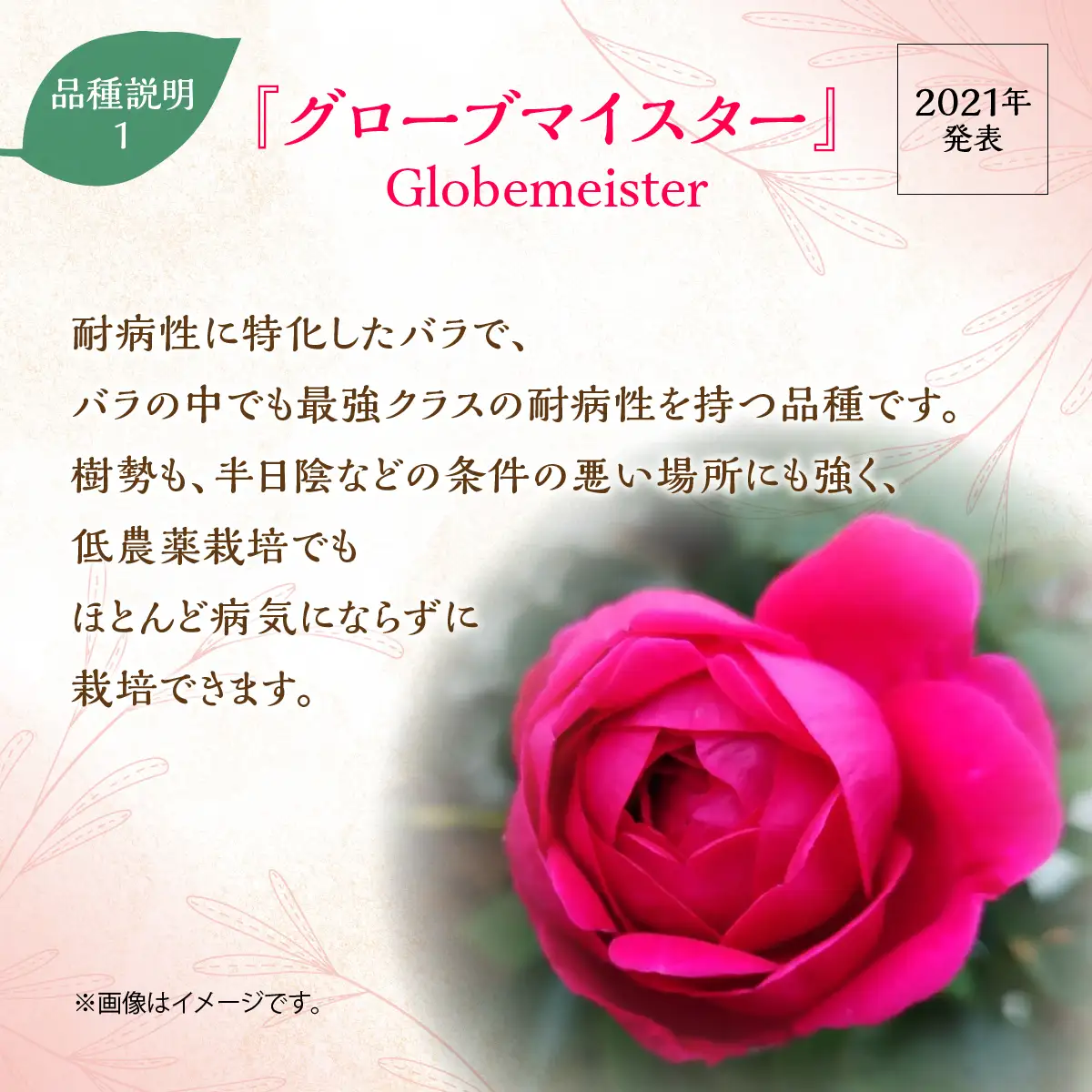 【Apple Roses】バラ苗『グローブマイスター』新苗育成苗6号ポット植え  HNNH015