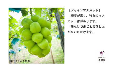 【令和8年産先行予約】【山形県シャインマスカット品評会優秀賞第1席受賞】 シャインマスカット 約1.5kg (2房 秀) 《令和8年9月中旬～発送》 『いのうえ果樹園』 マスカット ぶどう 果物 フルーツ デザート 山形県 南陽市 [1312]