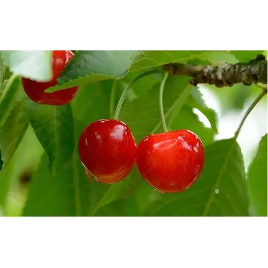 【令和9年産先行予約】 さくらんぼ 「紅秀峰」 約1kg (秀 2L以上) バラ詰め 《令和9年6月下旬～発送》 『生産者おまかせ』 サクランボ 果物 フルーツ 産地直送 生産農家直送 山形県 南陽市 [985]
