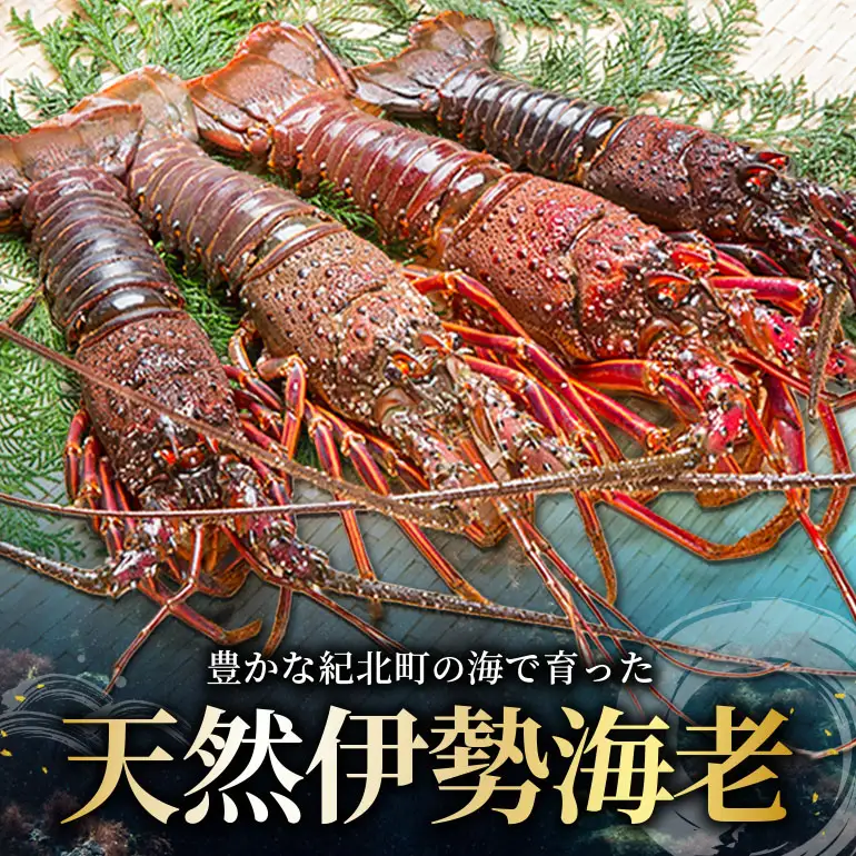 活冷伊勢えび 2～4尾（600g）バタバタしたら角と足がとれちゃいました
