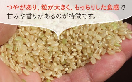 令和4年産 玄米 さがびより 15kg【武富農園】 [HAH001]特A米 特A評価 コメ 米