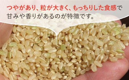 令和4年産 玄米 さがびより 30kg【武富農園】 [HAH002]特A米 特A評価 コメ 米